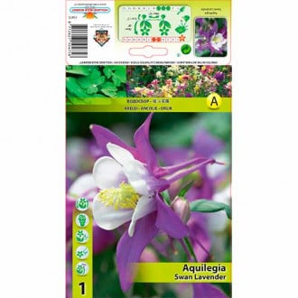 Orlica (Aquilegia) Swan Lavender slika 5