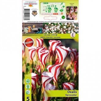 Oxalis Versicolor slika 2