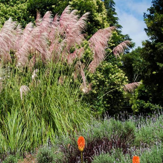 Pampaška trava Pink Feather slika 1