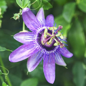 Pasiflora (kristov cvijet) Lavender Lady slika 2