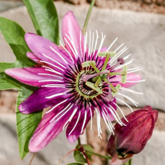Pasiflora (kristov cvijet) Victoria slika 2