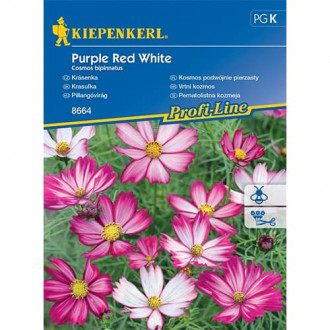 Pernatolistna kozmeja Purple Red White slika 4