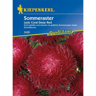 Poletna astra Lady Coral Deep Red slika 2