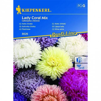Poletna astra Lady Coral, večbarvna mešanica slika 1