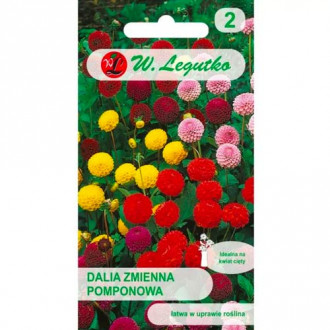 Pompon variabilna dalija, mix slika 2