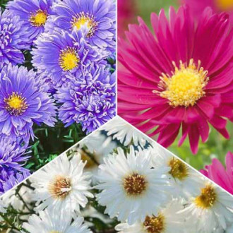 Posebna ponudba! Novi-Belgii aster, set 3 sort slika 1