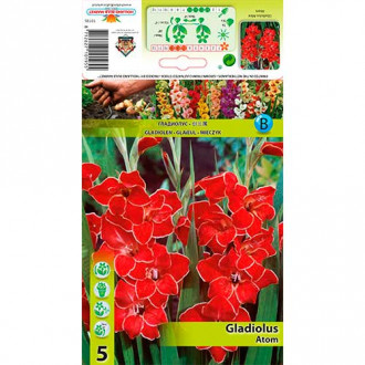 Pritlikava gladijola Atom slika 4