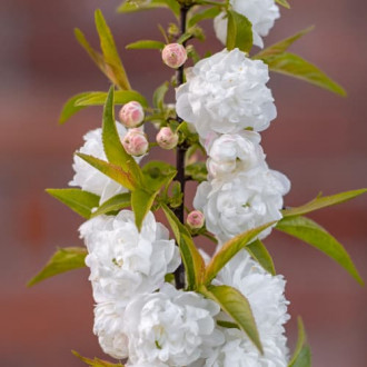 Prunus glandulosa Alba Plena, С2 slika 4