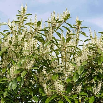 Prunus laurocerasus Rotundifolia, С2 slika 5