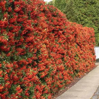 Pyracantha Red Column, C3 slika 1