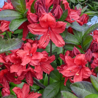 Rhododendron Nabucco, С2 slika 1