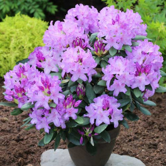 Rododendron Catawbiense Grandiflorum, C2 slika 1