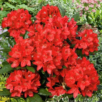 Rododendron Red Jack slika 6