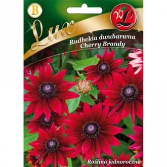 Rudbekija Cherry Brandy slika 6
