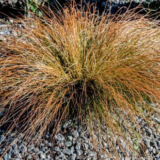 Šaš (Carex testacea) Prairie Fire slika 1