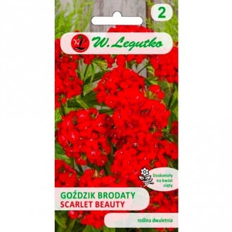 Scarlet Beauty bradati nagelj slika 2