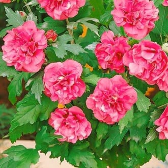 Sirski oslez (hibiskus) Duc de Brabant, P9 slika 2