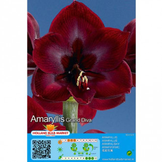 Sobna lilija (Amaryllis) Grand Diva slika 2
