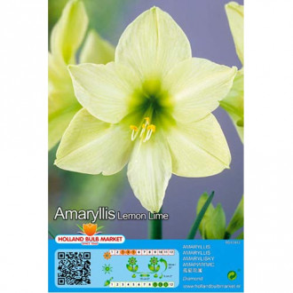 Vitezova zvezda ali Amarillis (Hippeastrum) Lemon-Lime slika 3