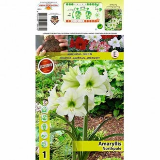 Sobna lilija (Amaryllis) Northpole slika 3