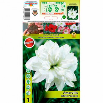 Sobna lilija (Amaryllis) White Peacock slika 1