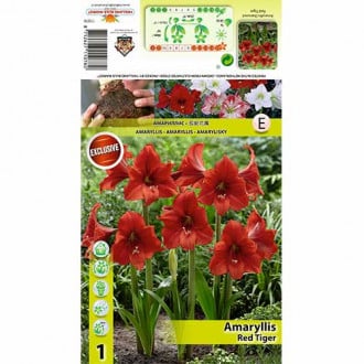 Sobna lilija (Amaryllis) Red Tiger slika 3