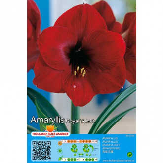 Vitezova zvezda ali Amarillis (Hippeastrum) Royal Velvet slika 4