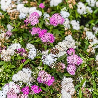 Spiraea japonica Genpei, С2 slika 5