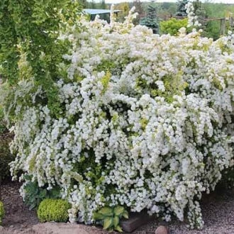 Spiraea vanhouttei Gold Fountain, С2 slika 6