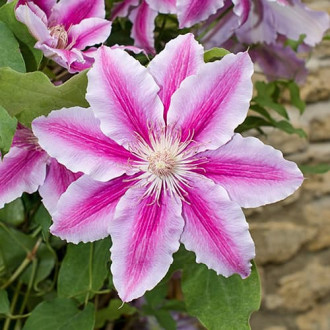 Srobot (clematis) Bees Jubilee, C2 slika 3