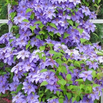 Srobot (clematis) Blue Angel, С2 slika 6