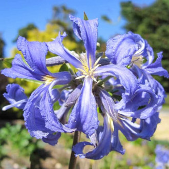 Srobot (clematis) Cassandra slika 5