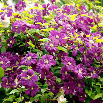 Srobot (clematis) Etoile Violette slika 1