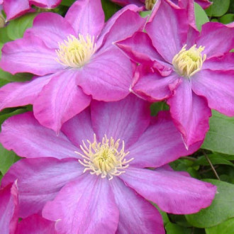 Srobot (clematis) Kakio Pink Champange slika 1