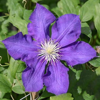 Srobot (clematis) Lady Betty Balfour slika 4