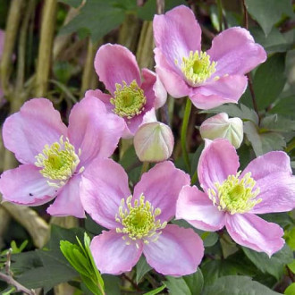 Srobot (clematis) Montana Tetrarose slika 4