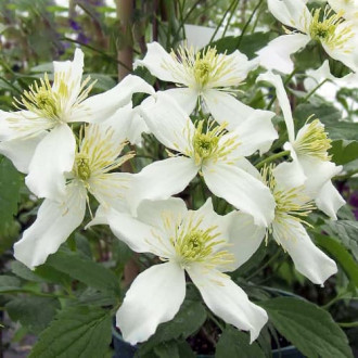 Srobot (clematis) Montana Wilsonii slika 5