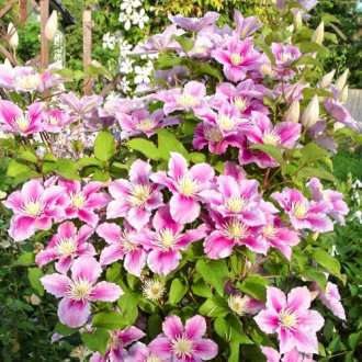 Srobot (clematis) Piilu slika 6