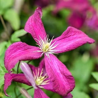 Srobot (clematis) Rubra slika 1