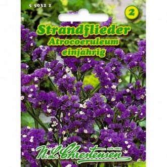 Statice Limonium sinuatum Atrocoeruleum slika 2