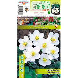 Teloh (Helleborus) White Beauty slika 2