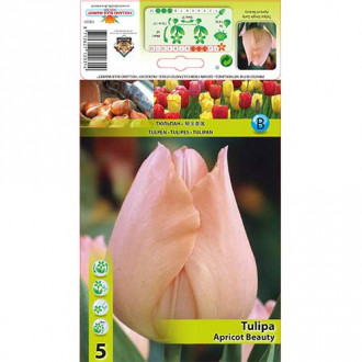 Tulipan Apricot Beauty slika 6