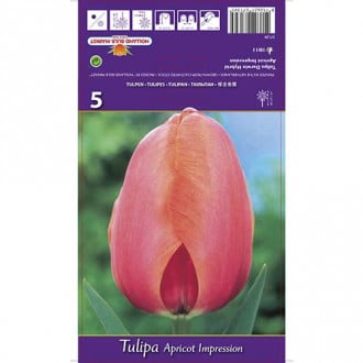 Tulipan Darwin Epricot Impression slika 1