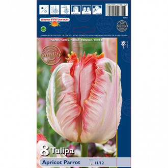 Tulipan Parrot Appricot slika 3