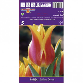 Tulipan Ballade Dream slika 6