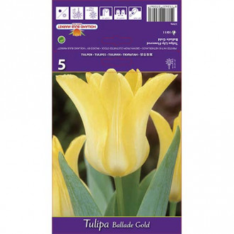 Tulipan lilijevka Ballad Gold slika 2