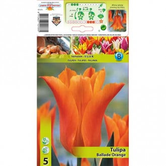 Tulipan Ballade Orange slika 5