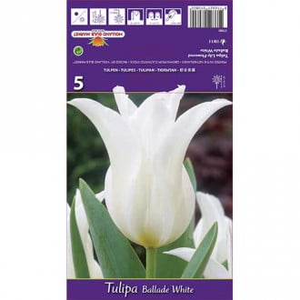 Tulipan lilijevka Ballad White slika 1