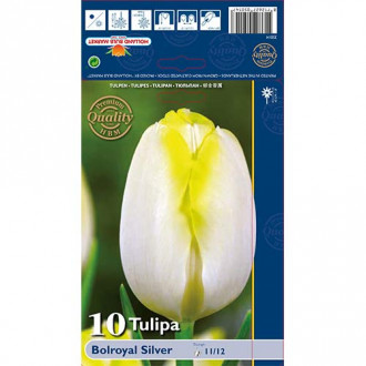 Tulipan Triumph Bolroyal Silver slika 3