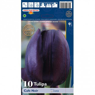 Tulipan Cafe Noir slika 1